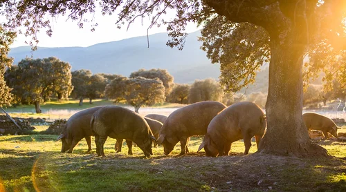 Le cochon Iberico